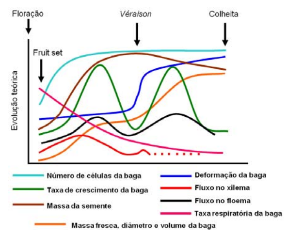 Figura 1. Alterações físicas e estruturais durante o desenvolvimento das bagas. 